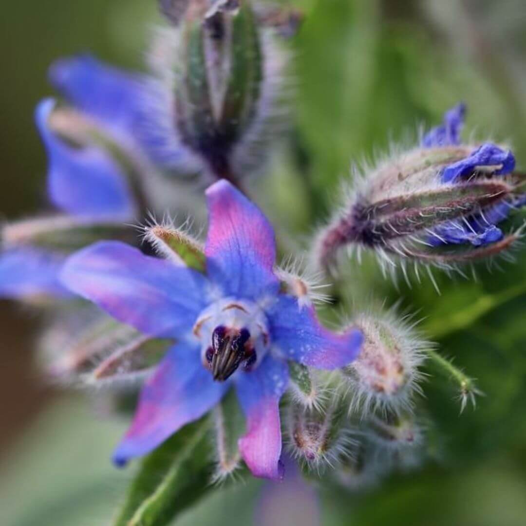 Borage Oil
