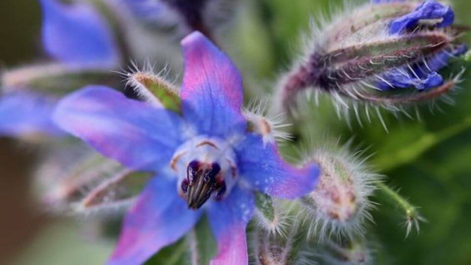 Borage Oil