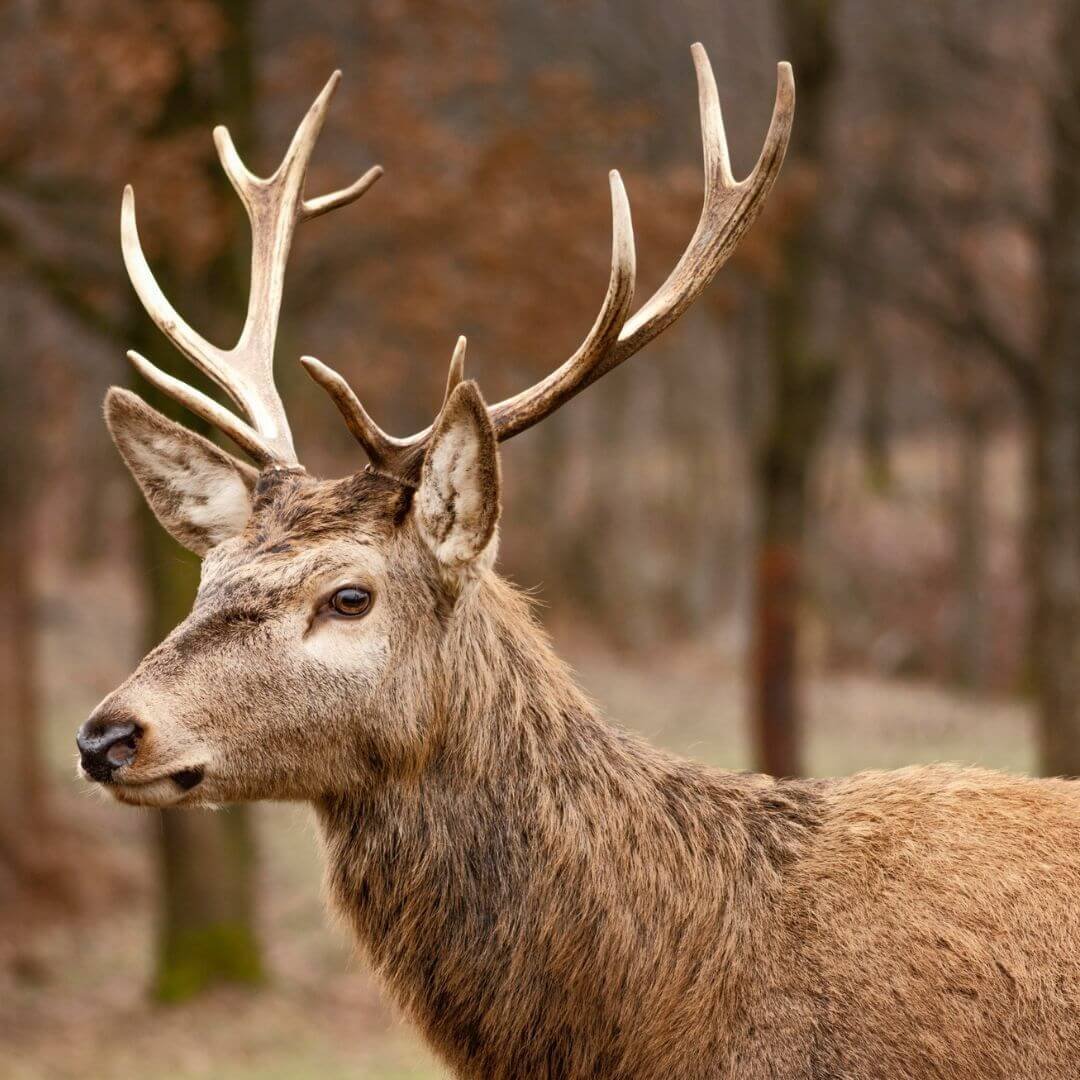 Deer Velvet Antler