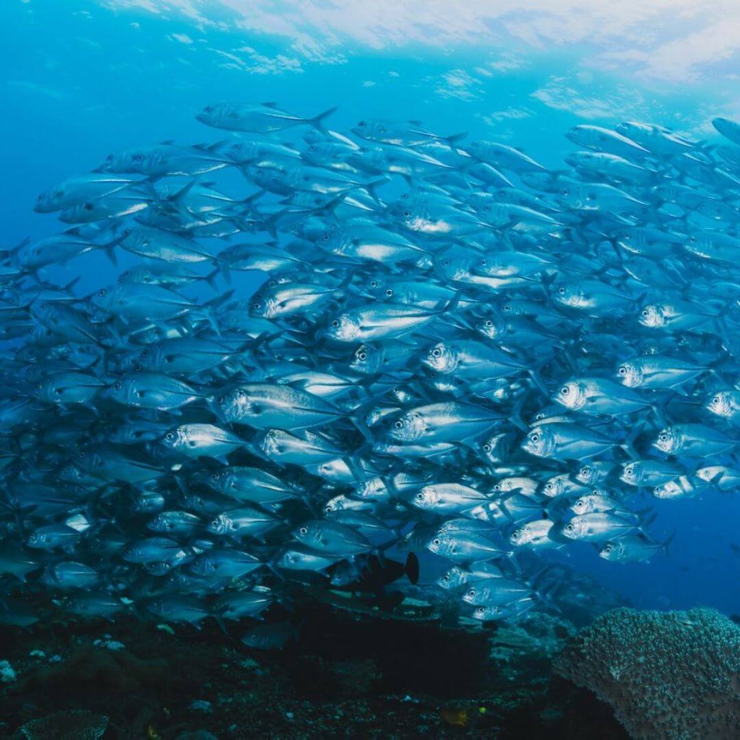 Marine Collagen Peptides