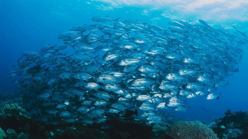 Marine Collagen Peptides