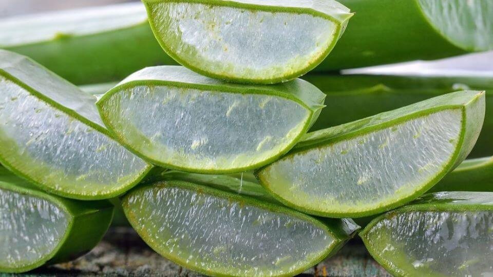 Aloe Vera